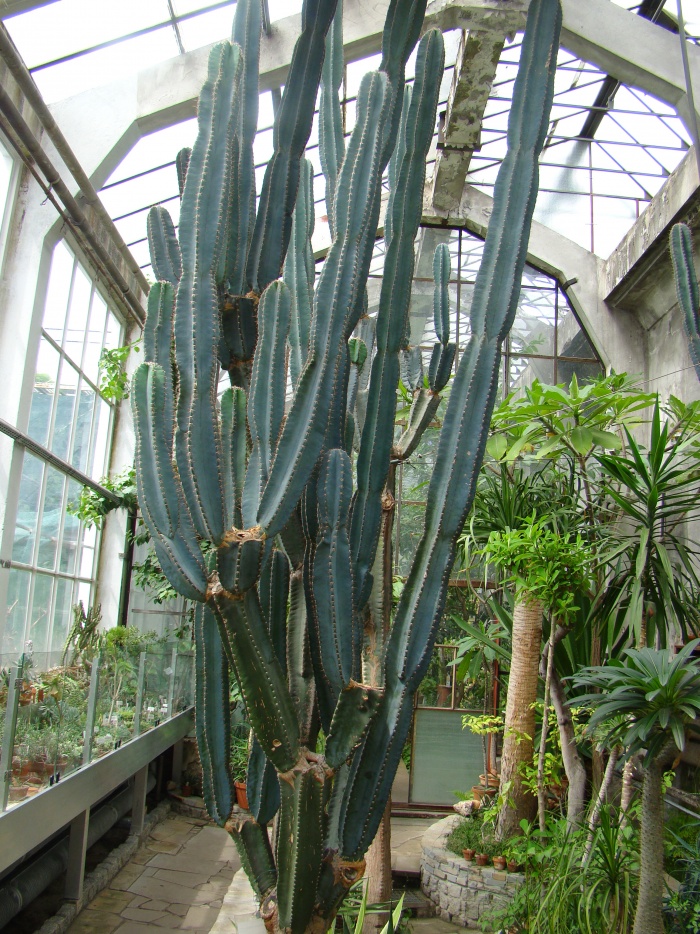 Ogród botaniczny Kraków
