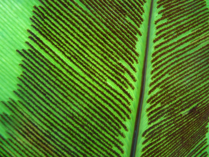 Ogród botaniczny Kraków