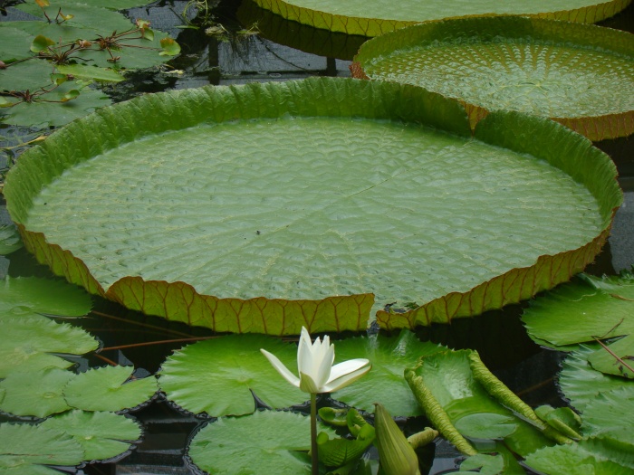 Ogród botaniczny Kraków