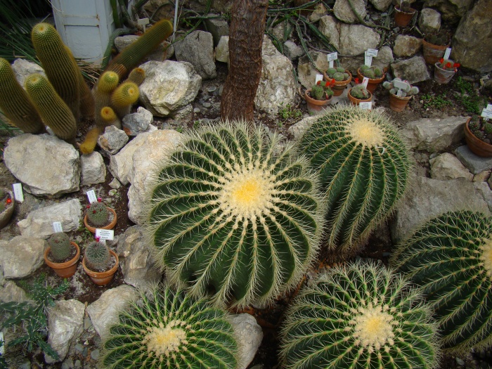 Ogród botaniczny Kraków