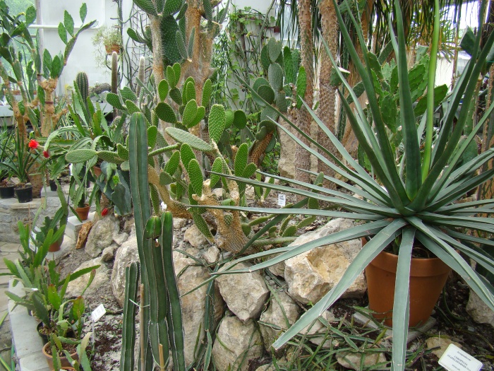 Ogród botaniczny Kraków