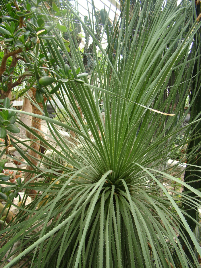 Ogród botaniczny Kraków