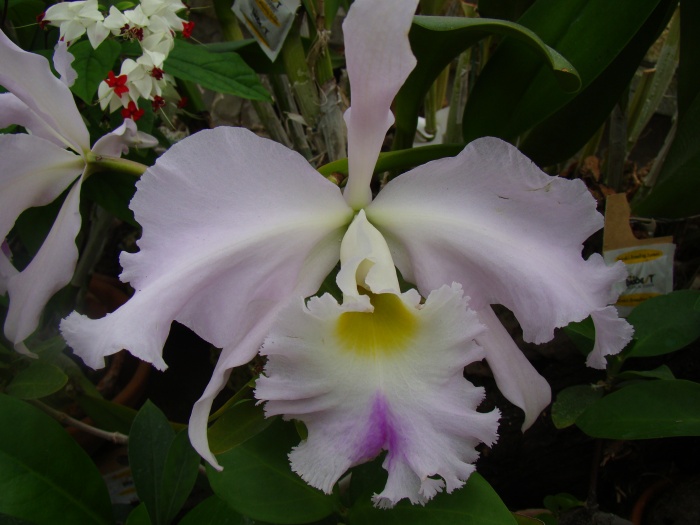 Ogród botaniczny Kraków